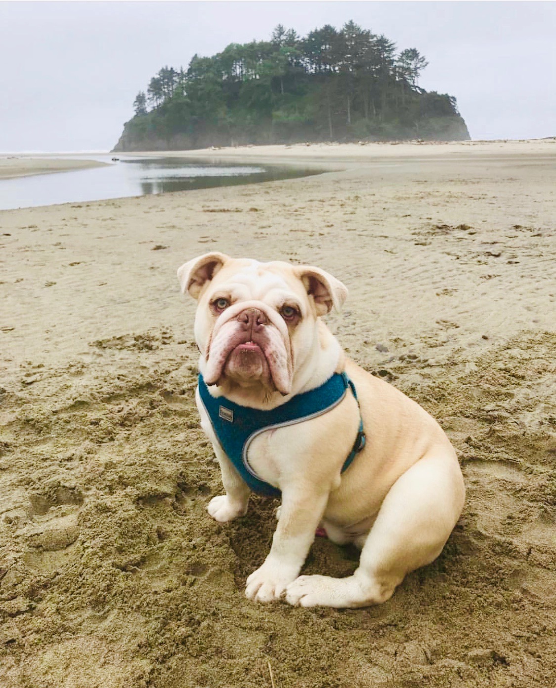 PetFriendly PetFriendly