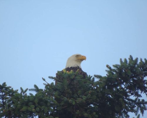 A63C09DE-5BBA-436F-B764-9DF980788A84